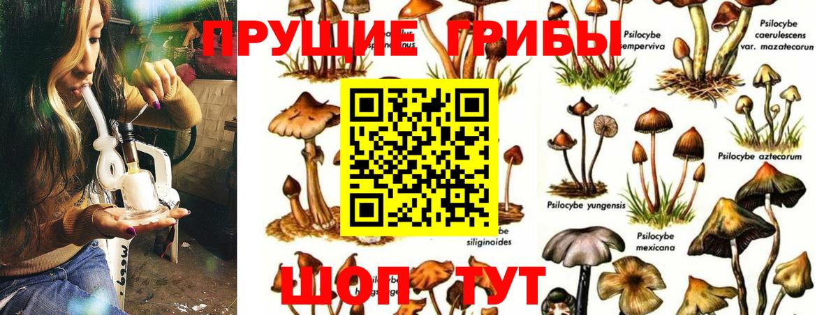 Псилоцибиновые грибы мухоморы Абакан